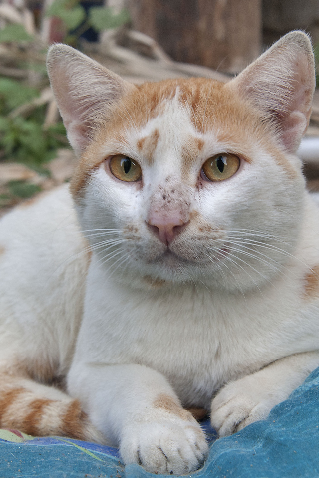 Мордочка кота аравийский мау