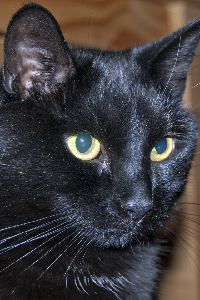 Мордочка бомбейской кошки