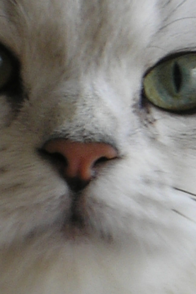 Мордочка британской длинношерстной кошки