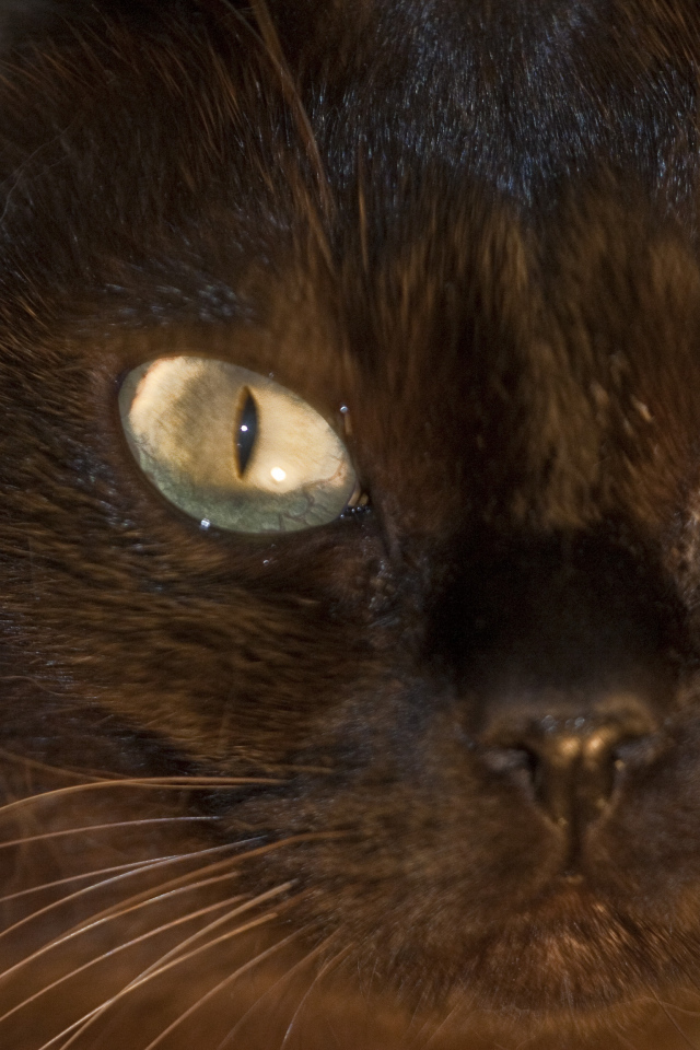 Мордочка бурманской кошки