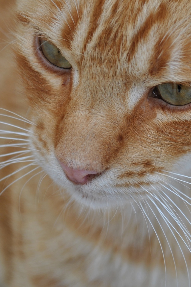 Мордочка курильского бобтейла