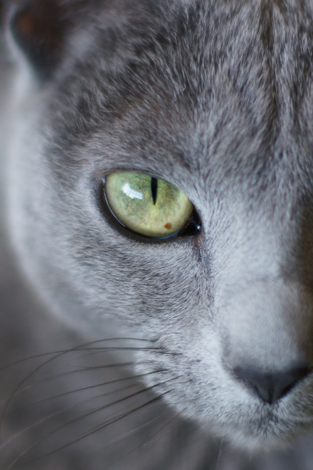 Мордочка русской голубой кошки