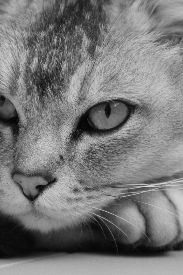 Морда кота бурмилла