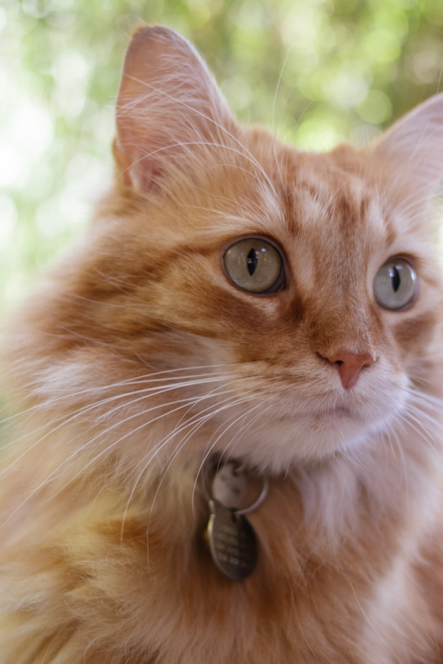 Мордочка кота кимрик