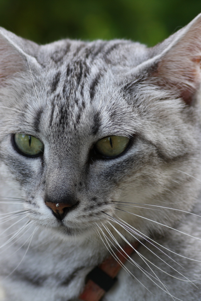 Мордочка кота египетская мау