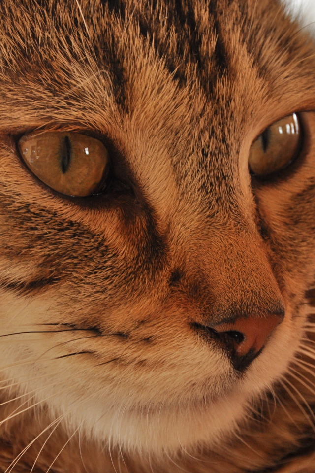 Морда кота пиксибоб