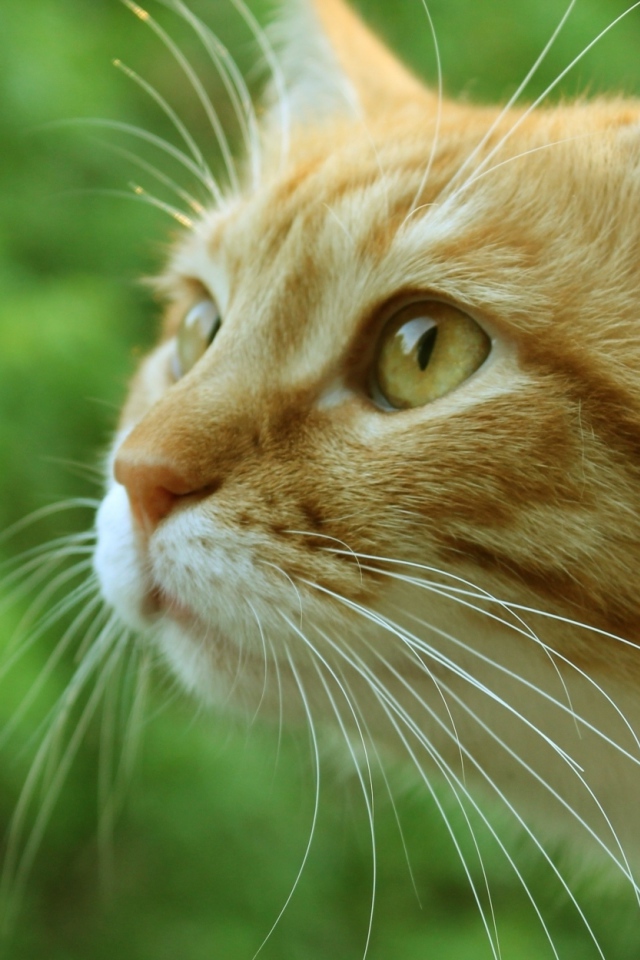 Морда рыжего кота