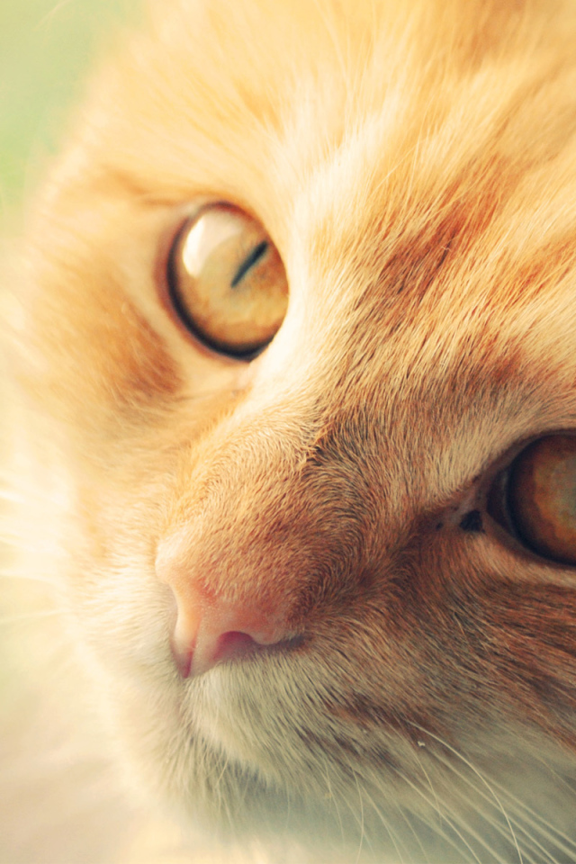 Морда рыжего кота