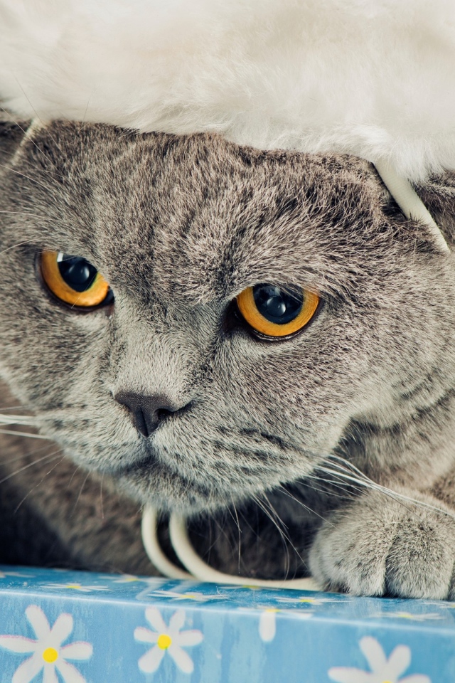 Новогодняя британская короткошерстная кошка