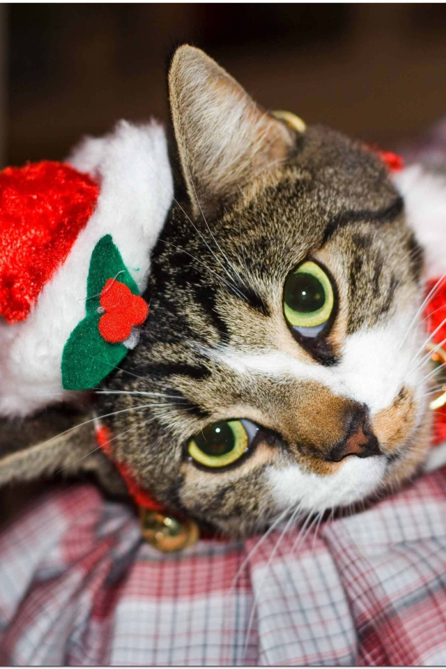 Новогодняя европейская короткошерстная кошка