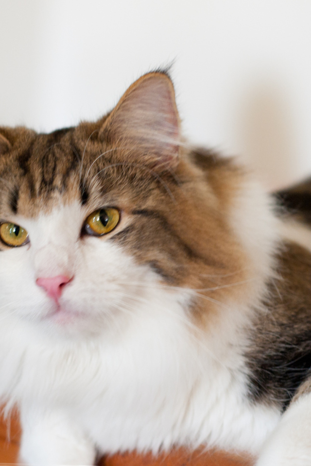 Благородная норвежская лесная кошка