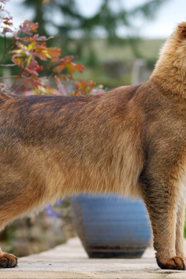 Благородная сомалийская кошка