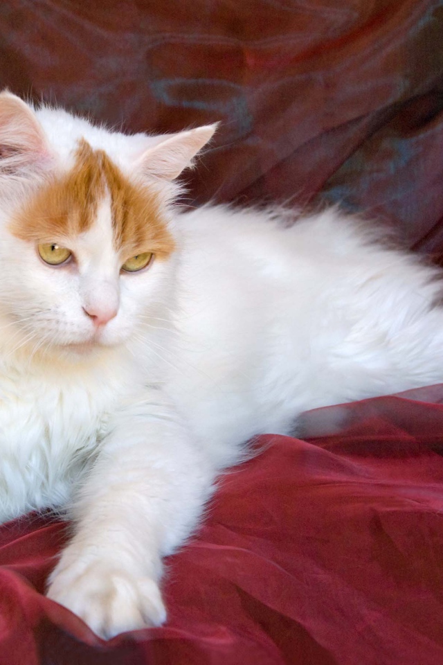 Благородный турецкий ван