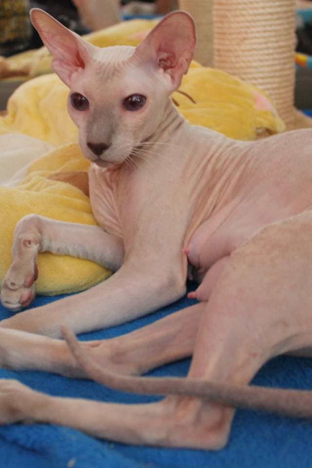 Благородная порода петерболд