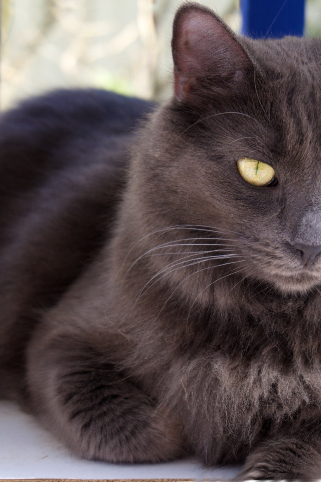 Благородный кот нибелунг