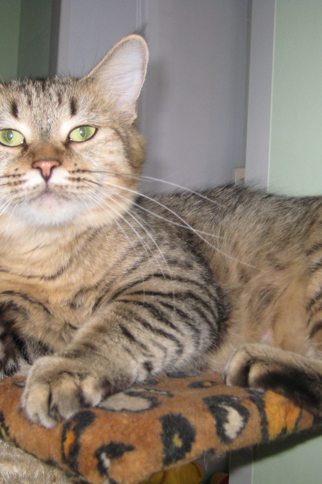 Благородный кот пиксибоб