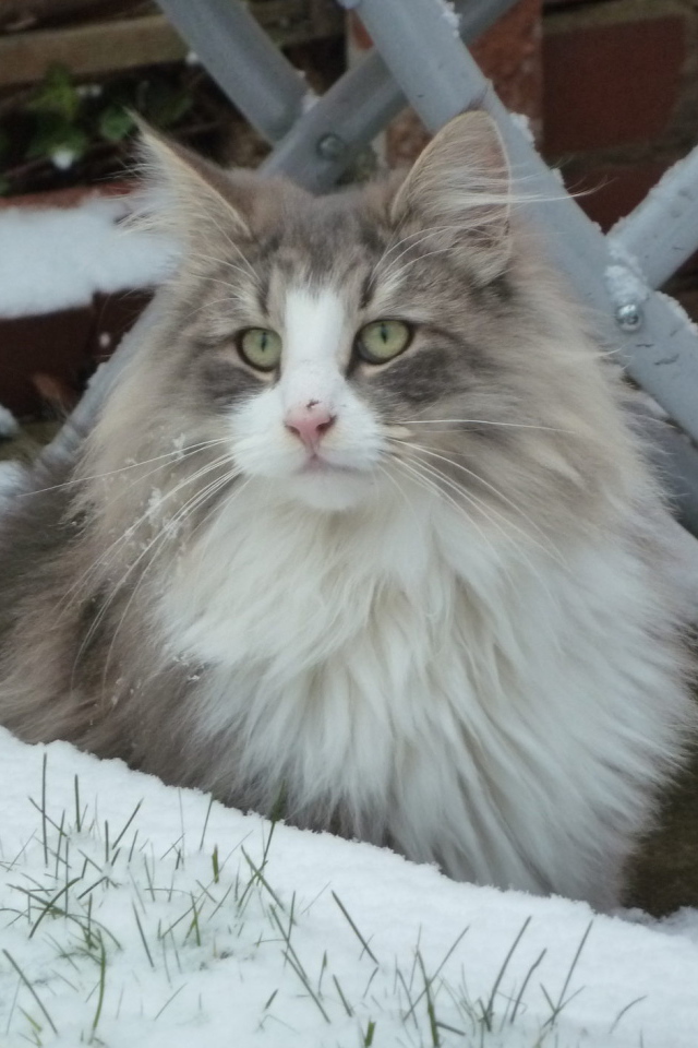 Норвежская лесная кошка зимой