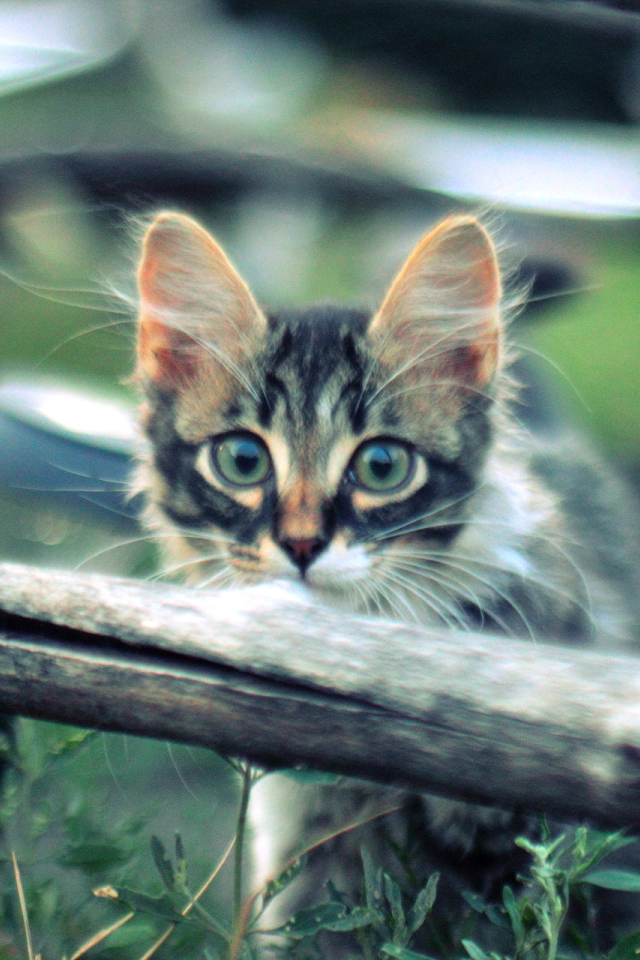 Котенок норвежской лесной кошки