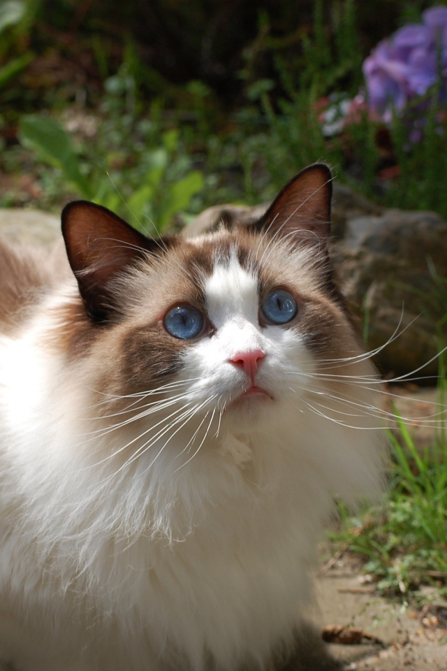 Голубоглазая кошка рэгдолл