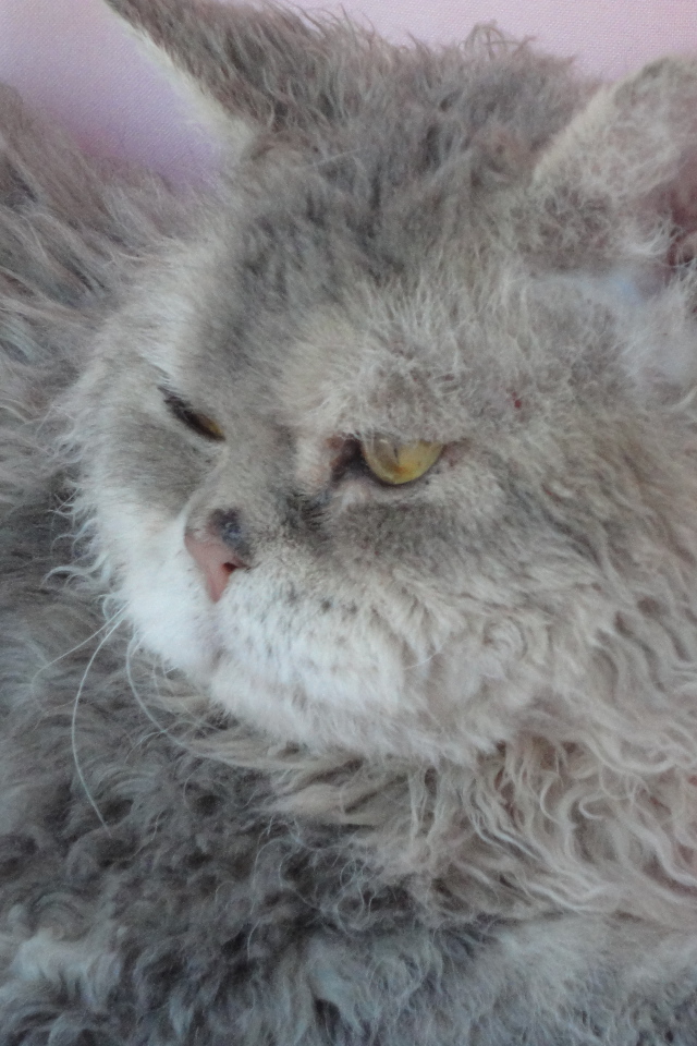 Старый кот селкирк рекс