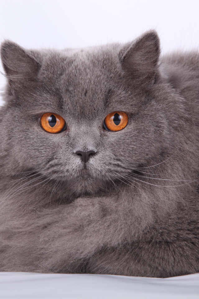 Оранжевые глаза британской длинношерстной кошки
