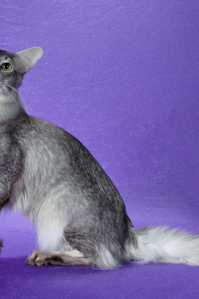 Ориентальная длинношерстная кошка позирует