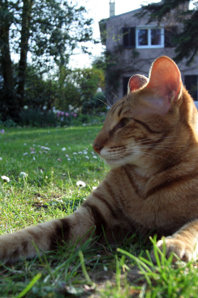 Ориентальная короткошерстная кошка на траве