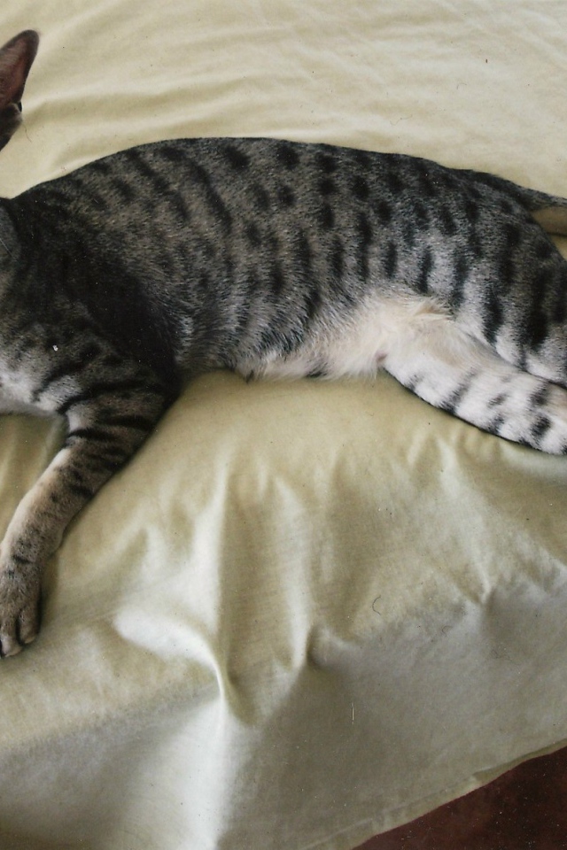 Ориентальная короткошерстная кошка на кровати