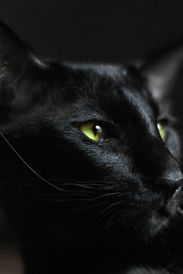 Взгляд ориентальной короткошерстной кошки