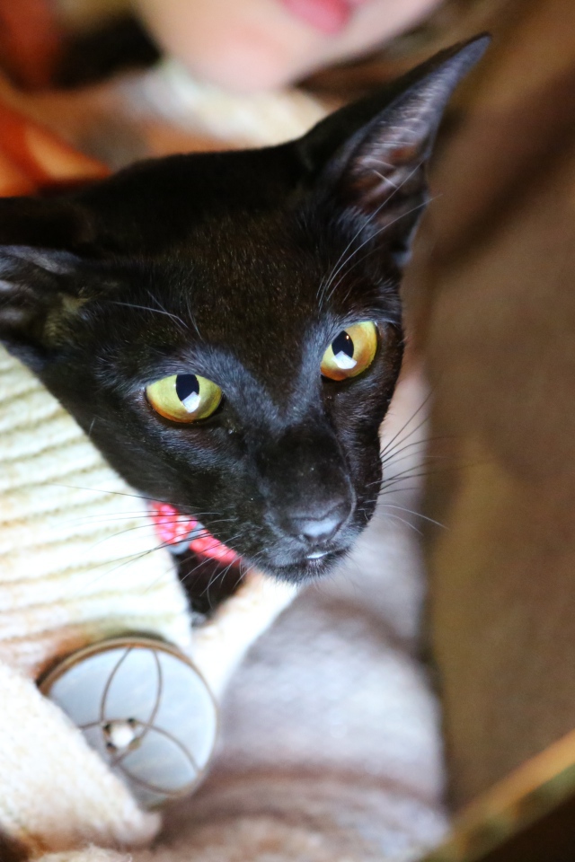 Ориентальная короткошерстная кошка в свитере