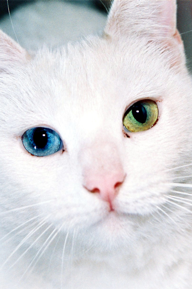 Разные глаза кота турецкая ангора