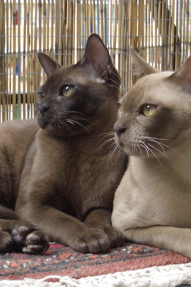 Пара бурманских кошек