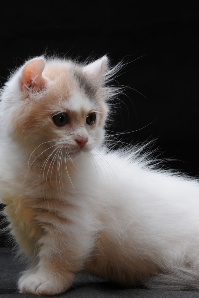 Груша и котенок манчкин