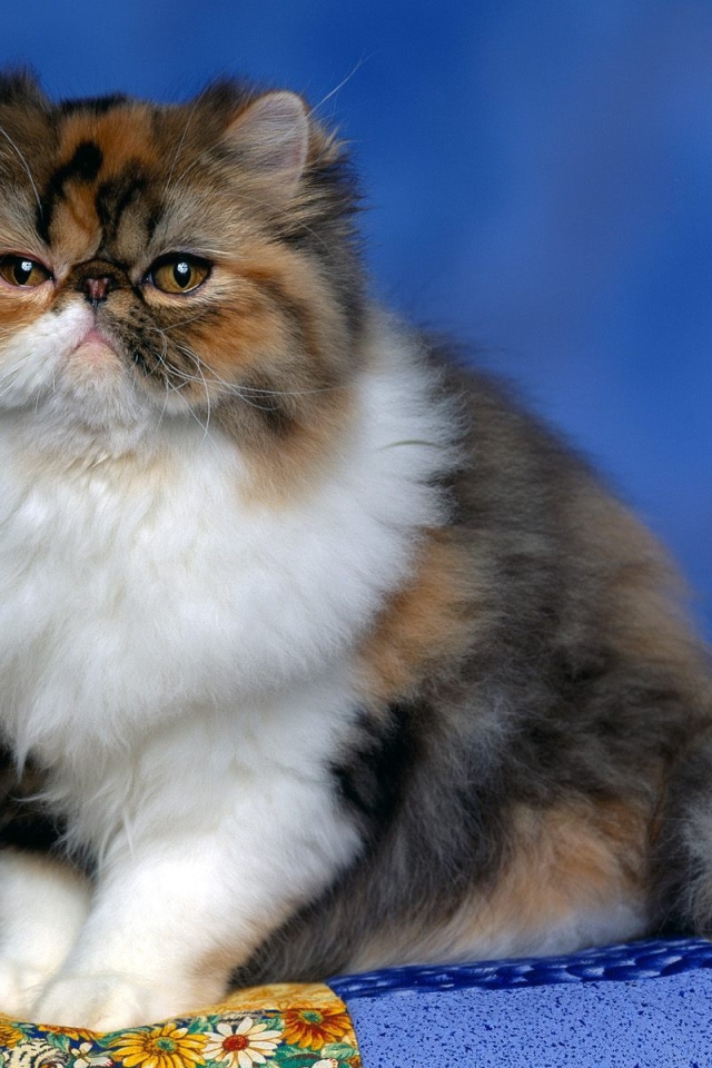Persian calico kitten
