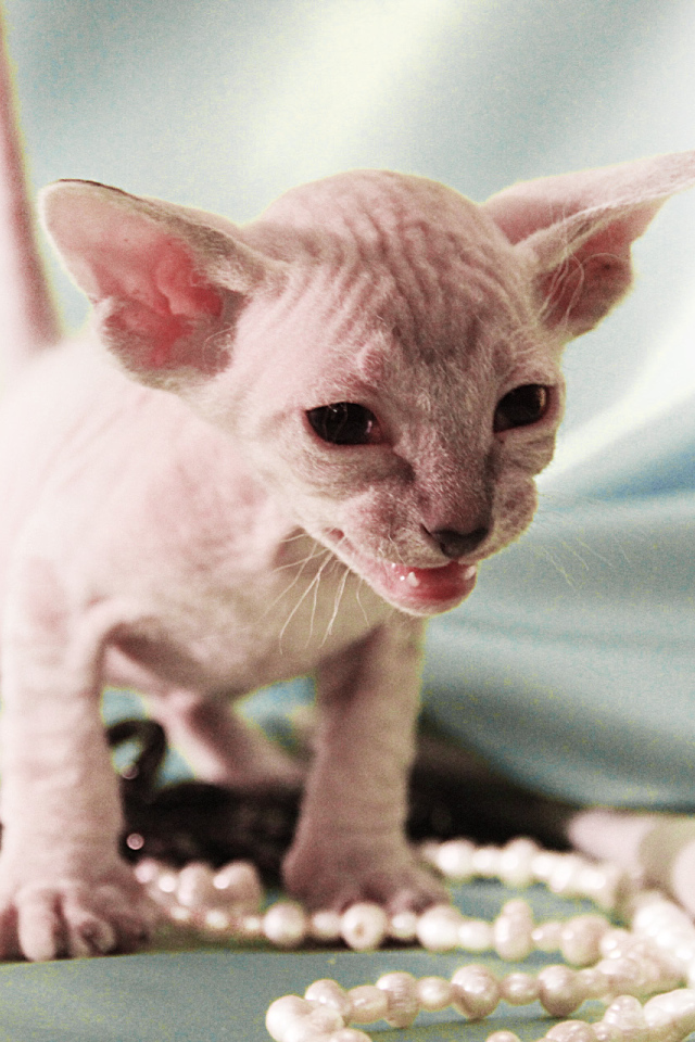 Котенок породы петерболд