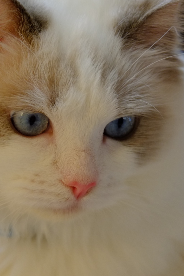 Розовый нос у кошки рэгдолл