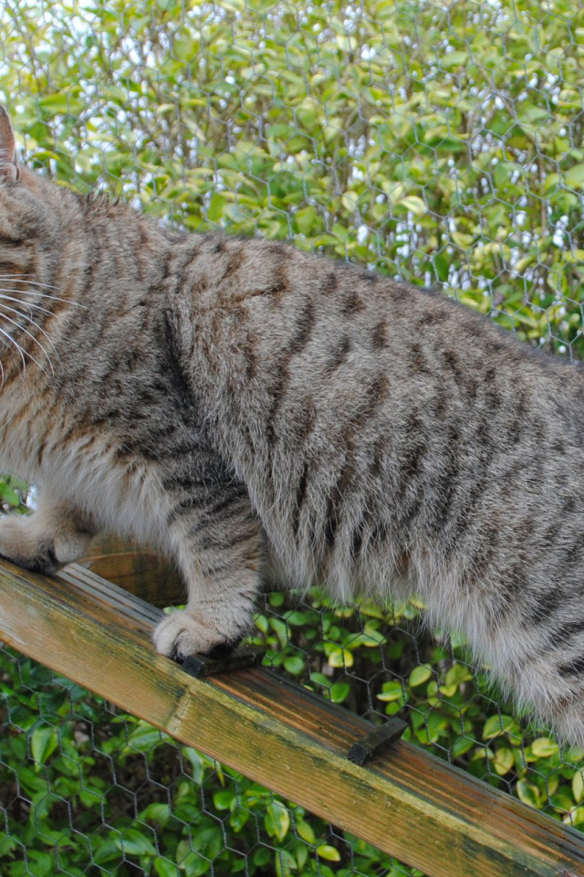 Пиксибоб на природе