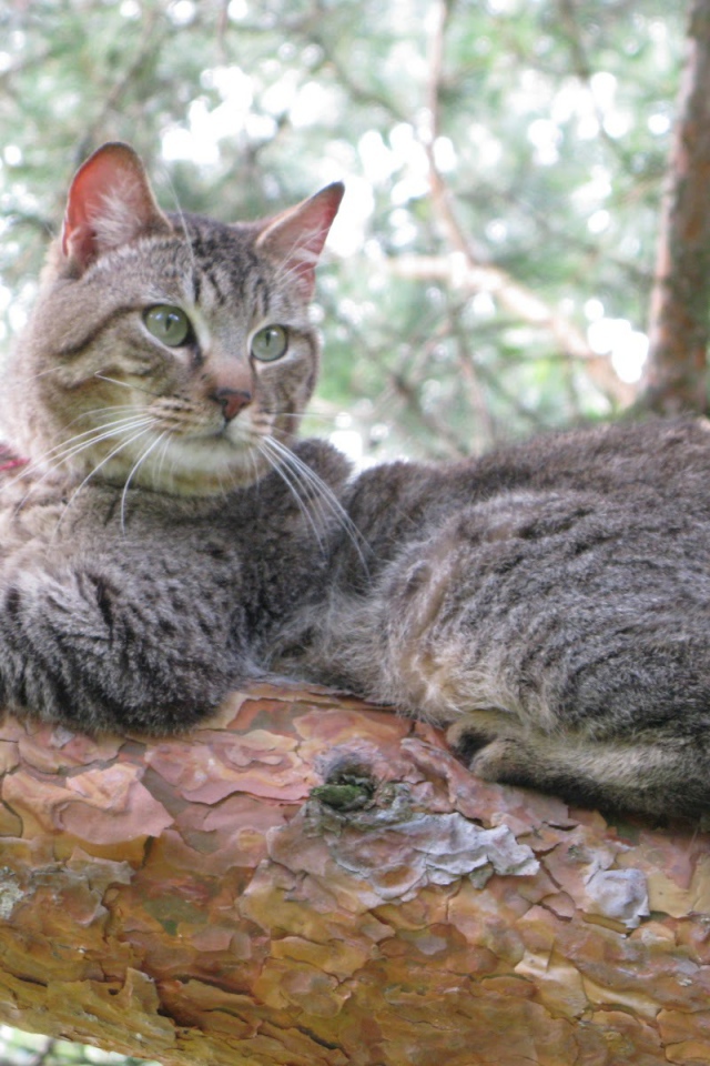 Кот пиксибоб на дереве