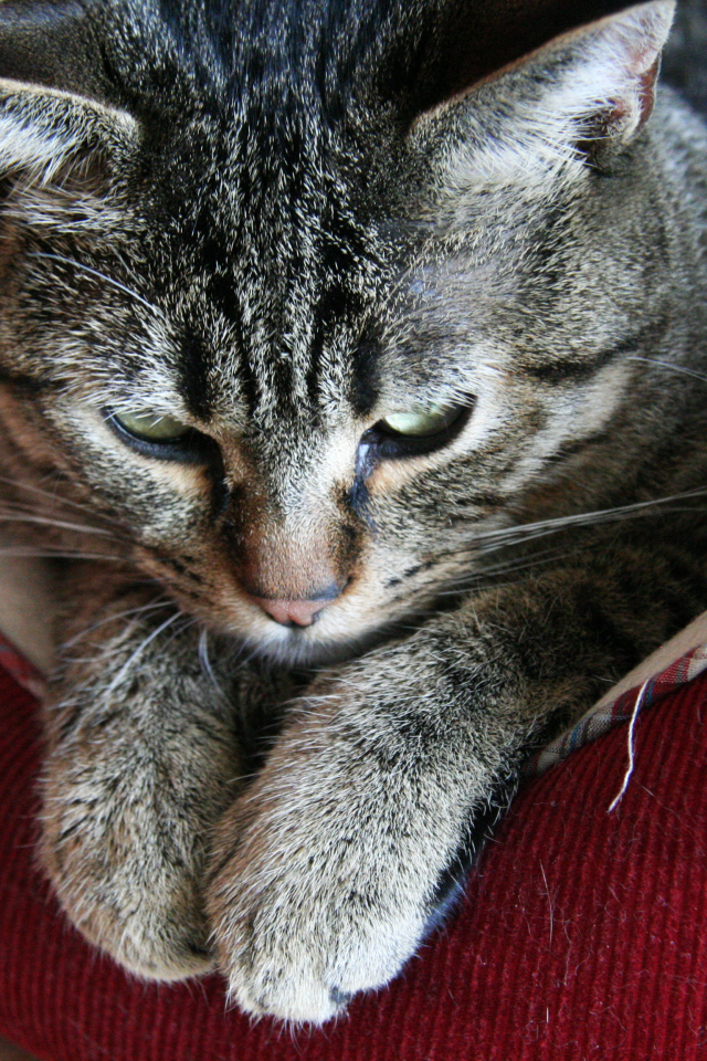 Пиксибоб свесил лапки