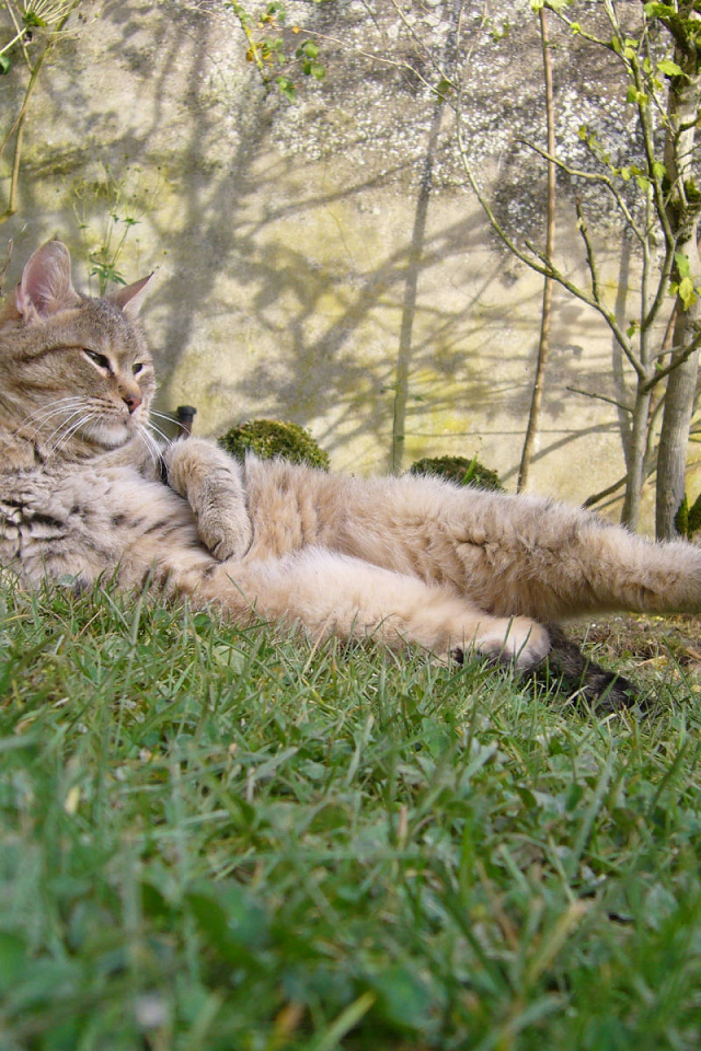 Пиксибоб гуляет на улице