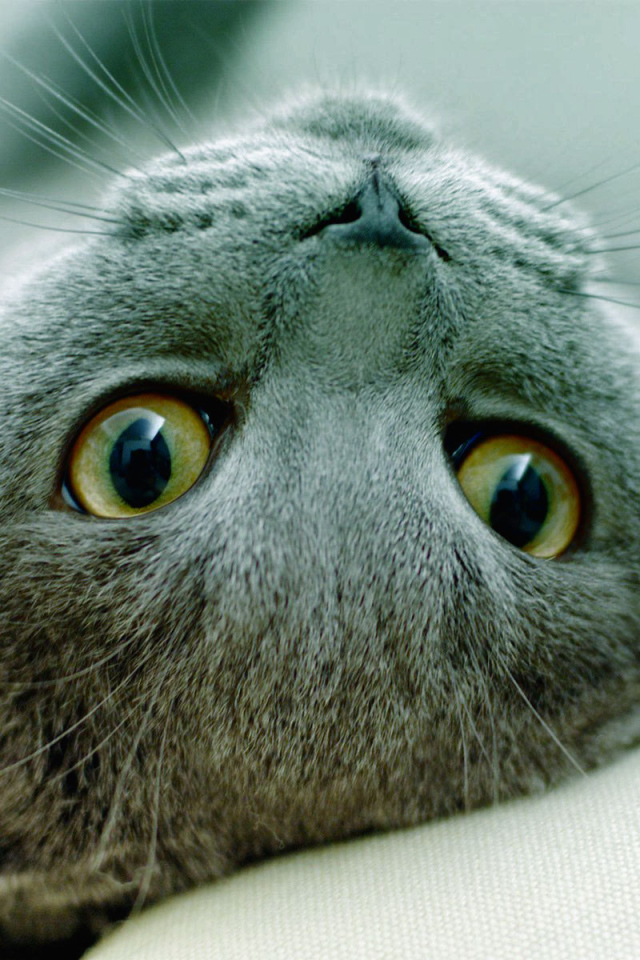 Игривая русская голубая кошка