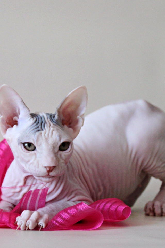 Игривый кот петерболд