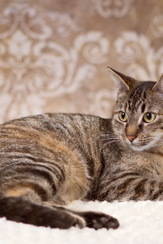 Игривая кошка на ковре