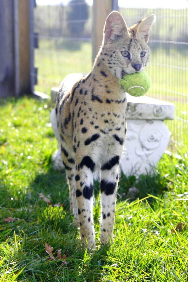 Игривая кошка саванна