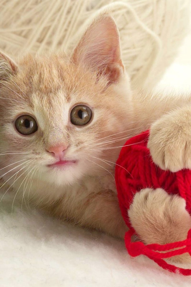 Игривый котенок