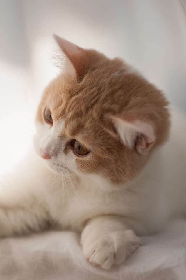 Игривый котенок