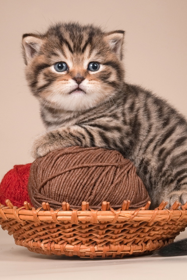 Игривый котенок британской короткошерстной кошки