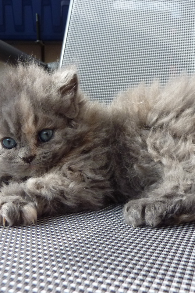 Игривый котенок селкирк рекс