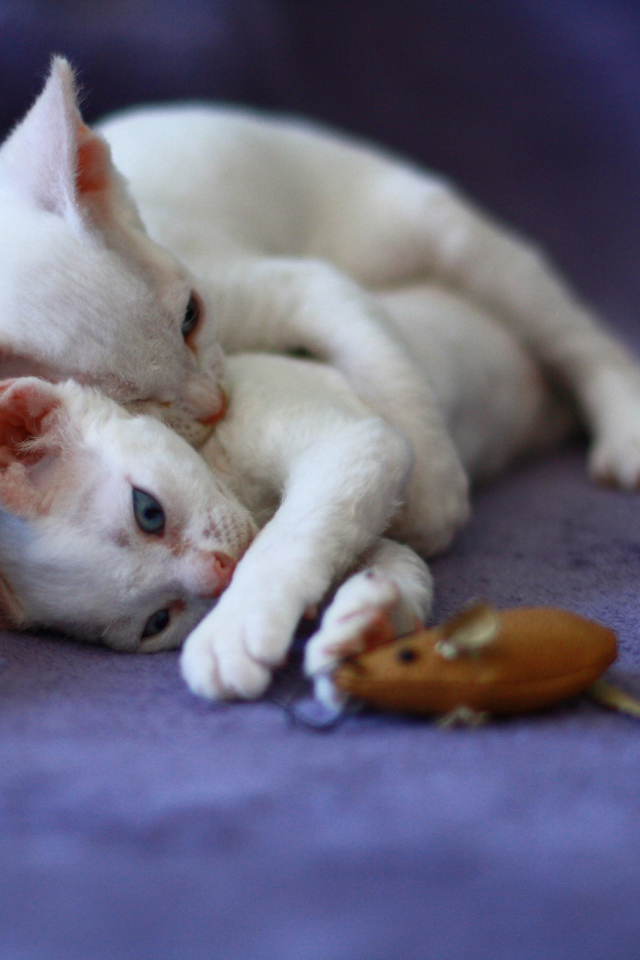 Игривые котята девон-рекс