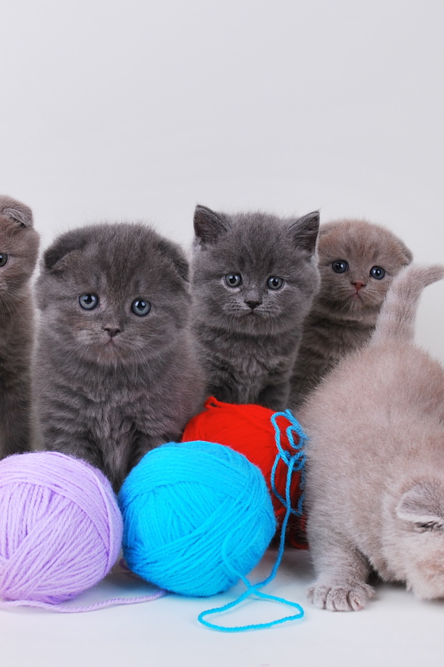 Игривые котята шотландской кошки